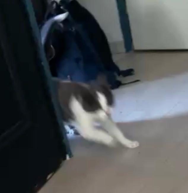 Perle en pleine course dans un couloir, image floue de mouvement