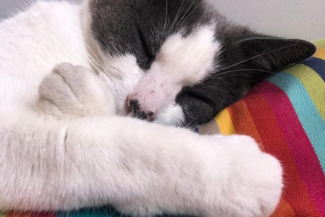 Perle endormie sur un coussin à rayures colorées