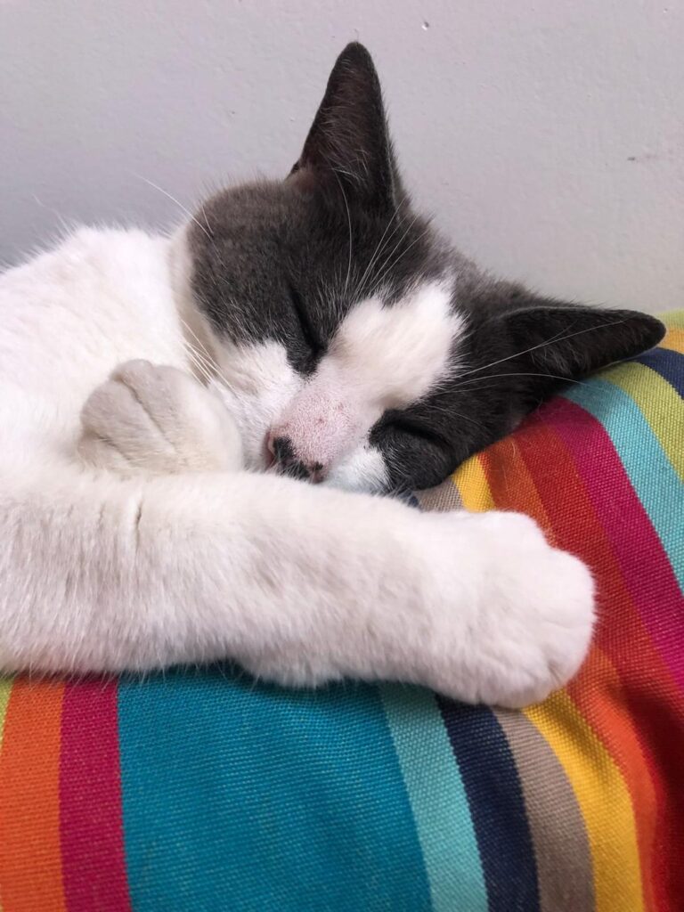 Perle endormie sur un coussin à rayures colorées