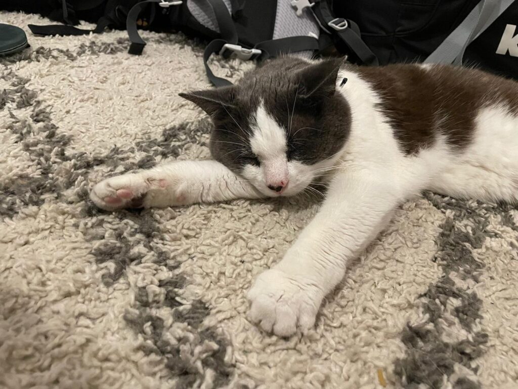 Perle allongée de tout son long sur un tapis