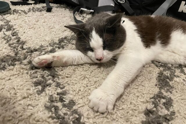 Perle allongée de tout son long sur un tapis