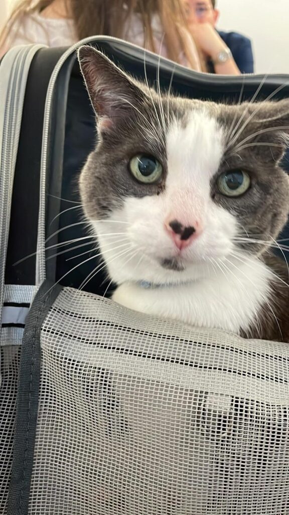Perle, chatte grise et blanche, regardant l'objectif depuis son sac de transport