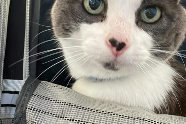 Perle, chatte grise et blanche, regardant l'objectif depuis son sac de transport